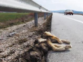 Φωτογραφία για Φλώρινα: Ακόμη ένας λύκος σκοτώθηκε σε τροχαίο στο Αμύνταιο