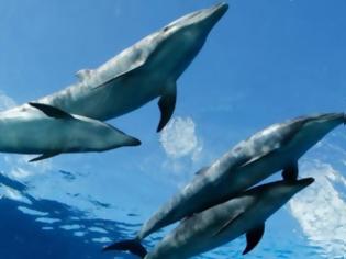 Φωτογραφία για Δηλητηρίασαν δελφίνια με υποκατάστατο ηρωίνης