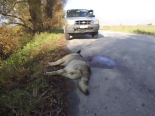 Φωτογραφία για Ένας ακόμα λύκος νεκρός σε τροχαίο