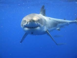 Φωτογραφία για Η πτήση του λευκού καρχαρία [Photo]