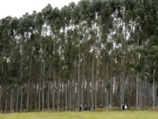 Φωτογραφία για Μεταλλαγμένα δέντρα αναπτύσσονται 40% ταχύτερα