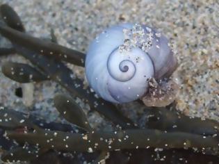Φωτογραφία για Η οξίνιση των ωκεανών διαλύει τα σαλιγκάρια