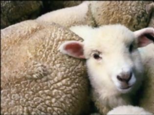 Φωτογραφία για Ξυλόκαστρο: Έκλεψαν τρία πρόβατα και τα μετέφεραν με… «παπάκι»