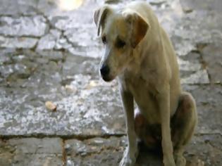 Φωτογραφία για Πάτρα: ΣΟΣ! Χτυπημένο κυνηγόσκυλο στο νέο λιμάνι περιμένει τον ιδιοκτήτη του