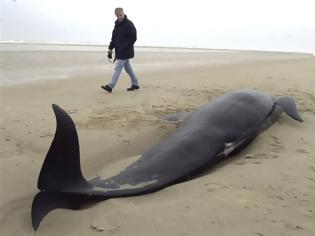 Φωτογραφία για Νέα Ζηλανδία: Απειλούνται οι φάλαινες πιλότοι