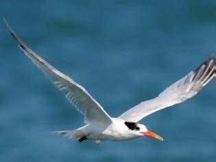 Φωτογραφία για Αλιεία: σχέδιο δράσης για την προστασία των θαλάσσιων πτηνών