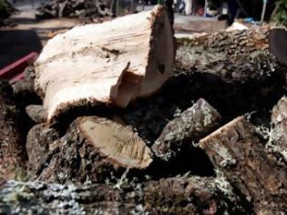Φωτογραφία για Αγρίνιο: Φόρτωσε 2 τόνους ξύλα που είχε κόψει παράνομα