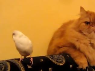 Φωτογραφία για Γάτος και παπαγάλος … με ταχύτητα λέιζερ! [video]