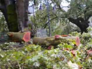 Φωτογραφία για Γιάννενα: Ξεριζώθηκαν δέντρα από ισχυρούς ανέμους-Σε εγρήγορση η Πολιτική Προστασία και η Πυροσβεστική