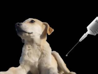 Φωτογραφία για Ξάνθη: Εμβολιάζονται, προληπτικά, τα αδέσποτα σκυλιά για τη λύσσα!
