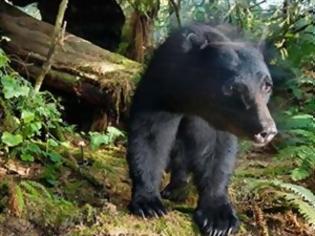 Φωτογραφία για ΗΠΑ: Τέλος στο βίαιο κυνήγι αρκούδας με σκύλους