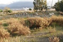 Εργοταξιακοί χώροι Γέφυρας: Φιλέτα βοσκότοποι - Πεινασμένοι επισκέπτες!