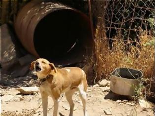 Φωτογραφία για Στο αυτόφωρο Χανιώτης για βαρελόσκυλα