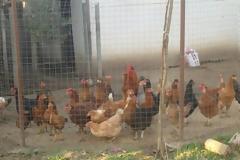 Αλιβέρι: Πήγε να πάρει τα αυγά της ημέρας και... πάγωσε!