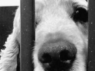 Φωτογραφία για Πύργος: Μήνυση για εγκατάλειψη σε ιδιοκτήτη σκύλου