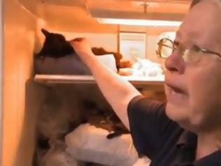 Φωτογραφία για Αρρωστημένο: Έχει στο ψυγείο της 100 νεκρές γάτες! Φρικιαστικές εικόνες!