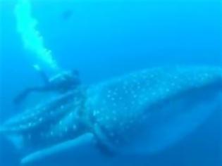 Φωτογραφία για Δείτε βίντεο με δύτες να σώζουν έγκυο φαλαινοκαρχαρία
