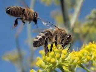 Φωτογραφία για Η εξαφάνιση των μελισσών,o Αϊνστάιν και το τέλος του κόσμου