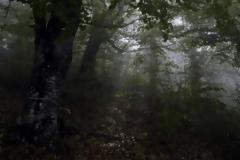 Βρέθηκαν σε δάσος 325κ. χασίς...