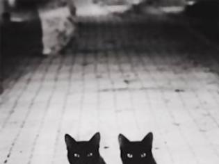 Φωτογραφία για Μαύρες γάτες: Γιατί τις τρέμουμε;