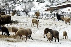 Πάτρα: Επιχείρηση από την Πυροσβεστική για τον απεγκλωβισμό προβάτων στο Παναχαϊκό