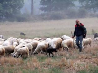 Φωτογραφία για Ένα χωριό νέων κτηνοτρόφων στο Βρύσινα Ρεθύμνου