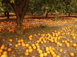 Φωτογραφία για Τραγανό Ηλείας: Έκλεψαν πορτοκάλια και λεμόνια στο χωράφι