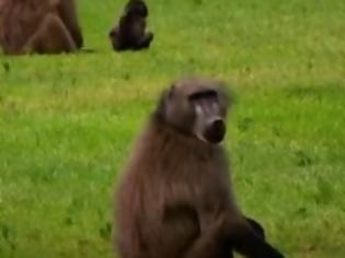 Φωτογραφία για Πεινασμένος μπαμπουίνος κλέβει το φαγητό του κάμεραμαν [video]