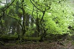 Πτώμα γυναίκας ανακαλύφθηκε στο δάσος του Perthshire