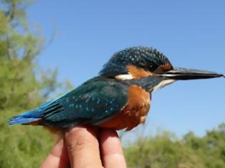 Φωτογραφία για 3.041 πουλιά δακτυλιώθηκαν στο Δέλτα του Έβρου το 2011!