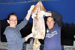 Δύο τεράστια καλαμάρια εντοπίστηκαν σε Σάμο και Λειψούς
