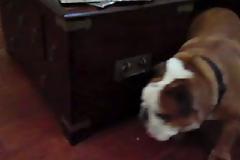 VIDEO: Πώς να κρατήσετε ένα bulldog απασχολημένο χωρίς να κάνετε τίποτα!