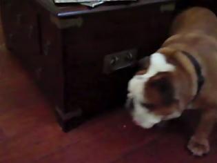 Φωτογραφία για VIDEO: Πώς να κρατήσετε ένα bulldog απασχολημένο χωρίς να κάνετε τίποτα!