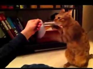 Φωτογραφία για Η προπόνηση της γάτας μποξέρ!!!! Ξεκαρδιστικό video...