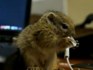 Φωτογραφία για VIDEO: Επική μάχη σκίουρου εναντίον ακουστικών!