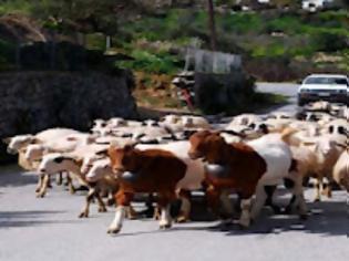 Φωτογραφία για Κάρυστος: Πίστευαν ότι ο βοσκός δεν θα μετρούσε τα πρόβατα