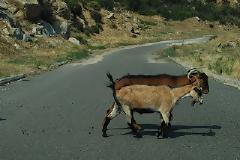 Προσοχή! Κατσίκια έξω από το ΙΚΑ Ρόδου!