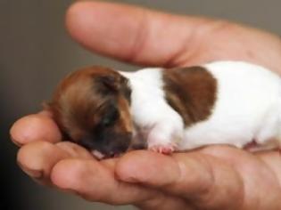 Φωτογραφία για Το πιο μικρό κουτάβι στον κόσμο χωράει στην παλάμη σου