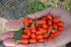 Ημερίδα για την καλλιέργεια Goji Berry στη Νάουσα