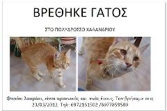 Βρέθηκε αρσενικός γατούλης...