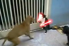 Η γάτα Jedi που τα βάζει με δυο σκύλους!