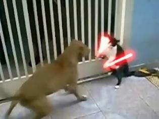 Φωτογραφία για Η γάτα Jedi που τα βάζει με δυο σκύλους!