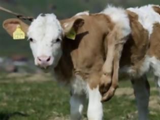 Φωτογραφία για Το μοσχαράκι με τα έξι πόδια, η Λίλιμε