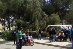 Δέντρο καταπλάκωσε δύο κοπέλες στην Αμαλιάδα!