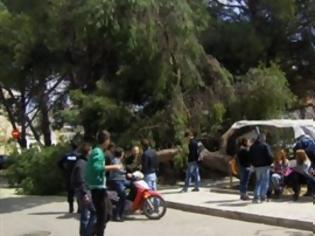 Φωτογραφία για Δέντρο καταπλάκωσε δύο κοπέλες στην Αμαλιάδα!