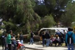 Δέντρο καταπλάκωσε δύο κοπέλες