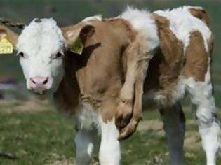 Φωτογραφία για Μοσχάρι με έξι πόδια ζει διαψεύδει τους κτηνιάτρους