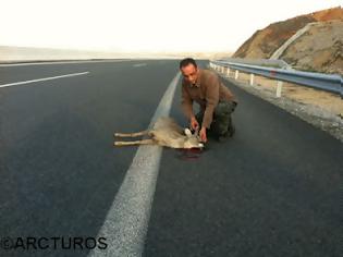 Φωτογραφία για Η άγρια ζωή πεθαίνει στον κάθετο άξονα «Σιάτιστας-Κρυσταλλοπηγής»