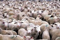 Έρχεται λαθραίο κρέας από την Αλβανία ενόψει του Πάσχα!
