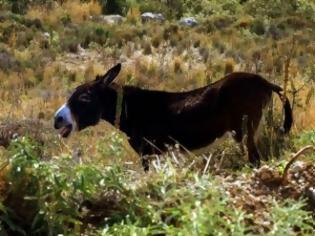 Φωτογραφία για ΕΥΚΑΙΡΙΑ: Πωλείται γαϊδούρι, μοντέλο 2005 λόγω αλλαγής επαγγέλματος!